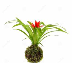 گازمانیا مینور